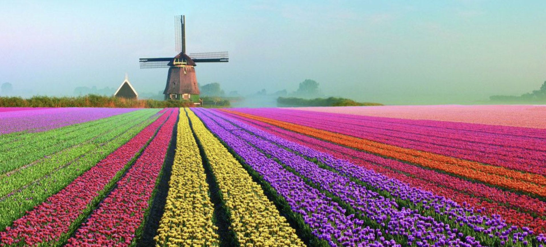 Netherlands Tulip Fields